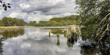 Blick auf einen der Karower Teiche bei bewölktem Himmel 