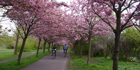Radfahrer auf Radweg/Radallee mit Bäumen in voller Kirschblüte