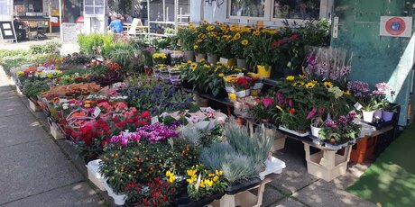 Verkaufsstand mit vielen Blumen auf dem Wochenmarkt Greifswalder Straße
