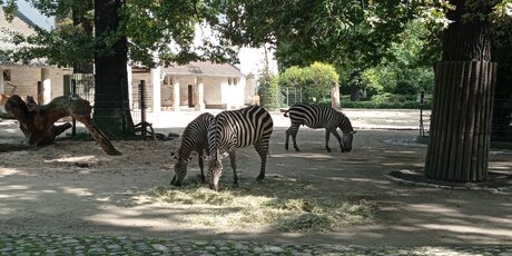 Zebras in dem Zoologischen Garten