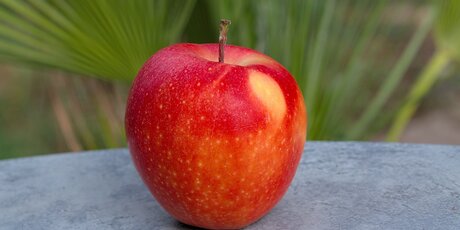 Apfel