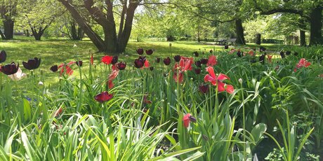 Tulpen im Parkgrün des Volksparks Pankow