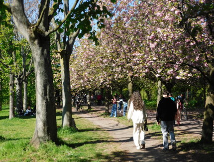 Kirschblütenpfad 