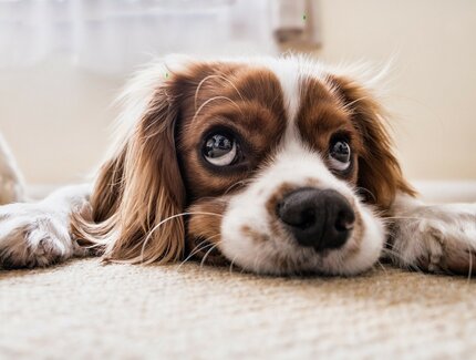 Cocker Spaniel