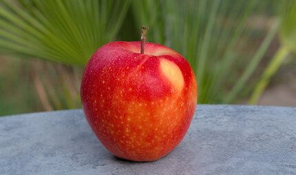 Apfel