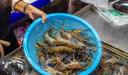 Shrimps